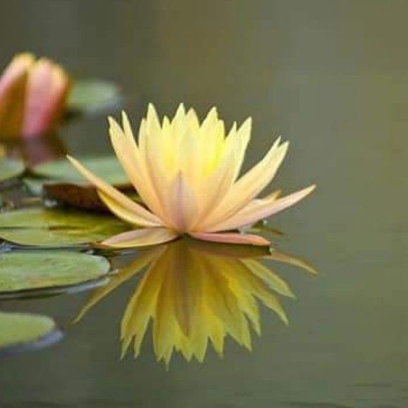 Meet your Posher, L - Picture 1 of 1